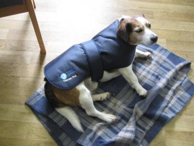 Smart uniforms for therapy dogs