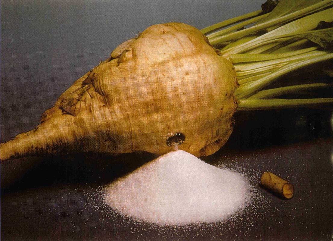 sugar beet sugar